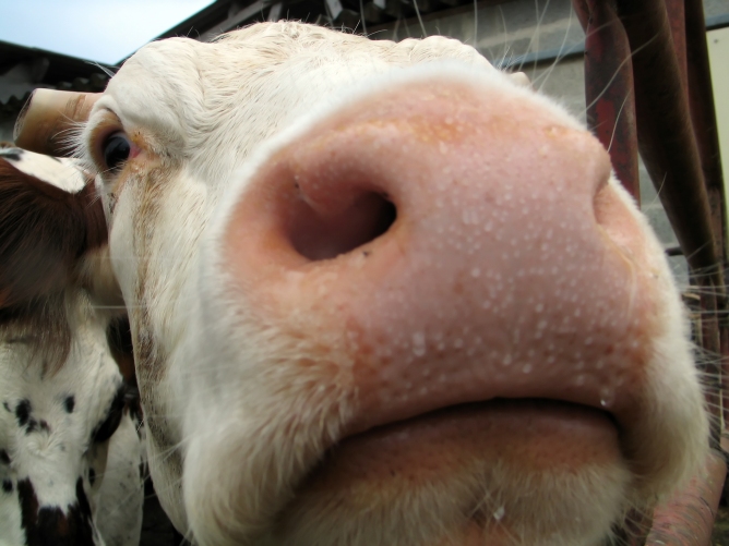 Sharp eyed soft nosed cow, with shallow dof