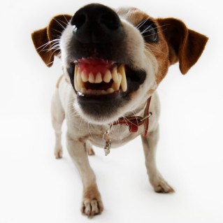 Jack Russell Terrier Snarling